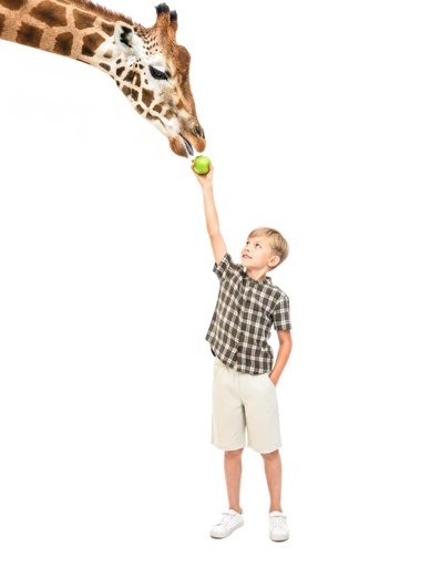 26229 Мальчик В полоску Рубашка Шорты Комплект из 2 предметов